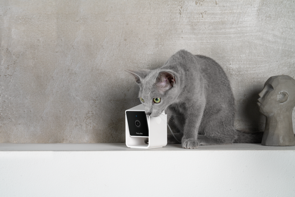 Petcube: smart home per chi ama gli animali