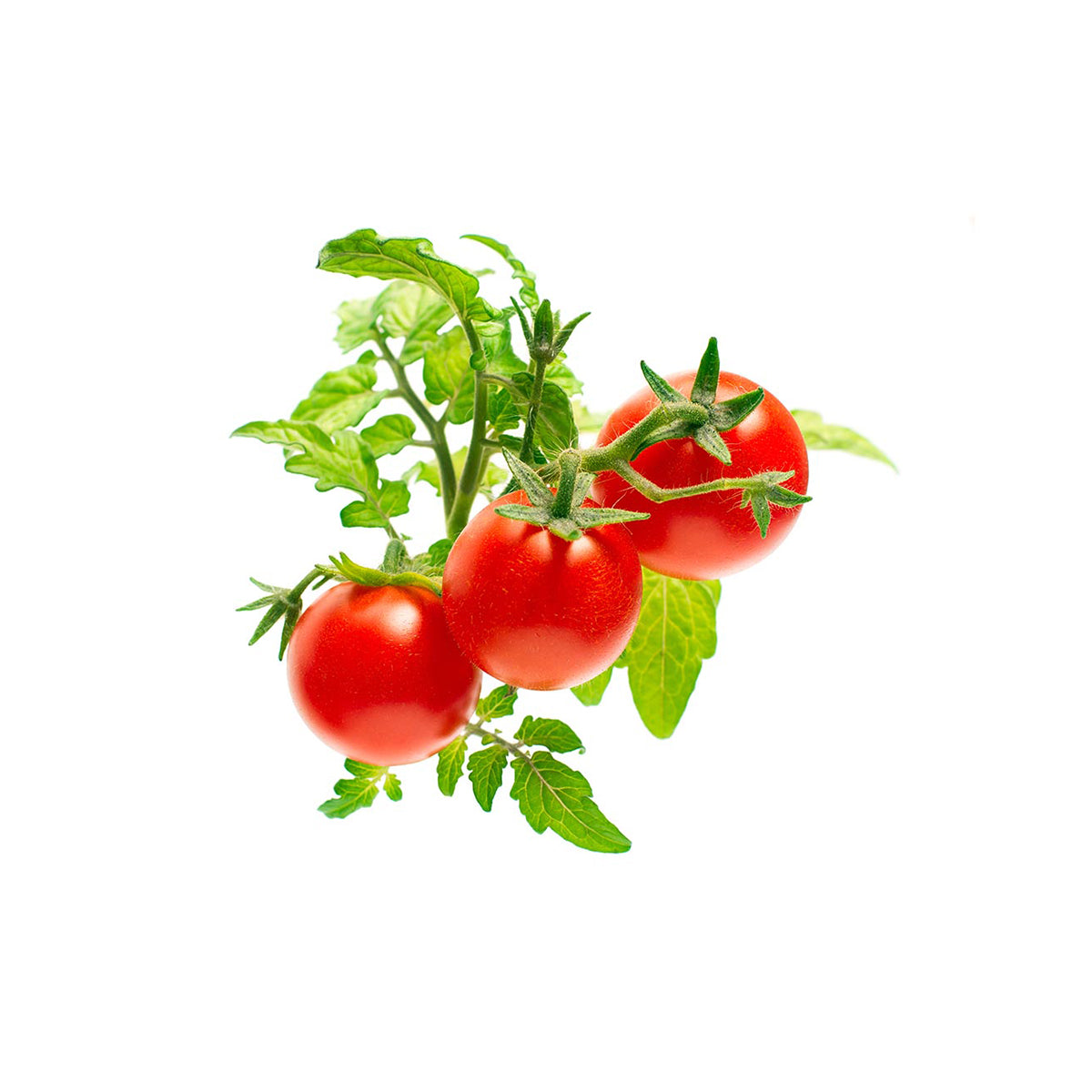 Click and Grow Pod mini Tomato